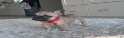 French Bulldog dogs for sale: Ricky - Ad 1