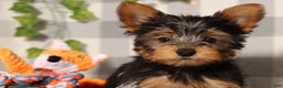 Yorkshire Terrier dogs for sale: Jingle - Ad 1