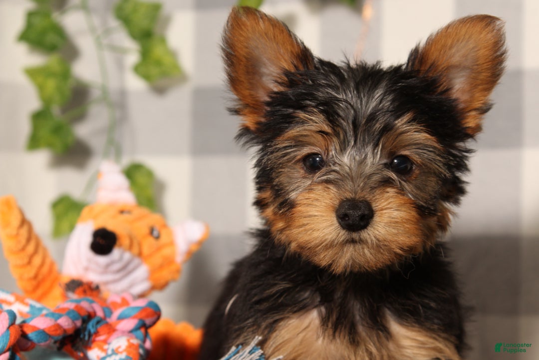 Yorkshire Terrier dogs for sale: Jingle - Ad 1