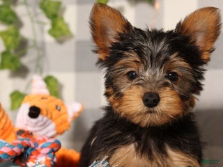 Yorkshire Terrier dogs Jingle - Ad 25