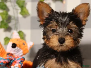 Yorkshire Terrier dogs Jingle - Ad 26