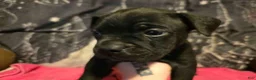 Mixed Breed dogs for sale: Jason - Ad 3