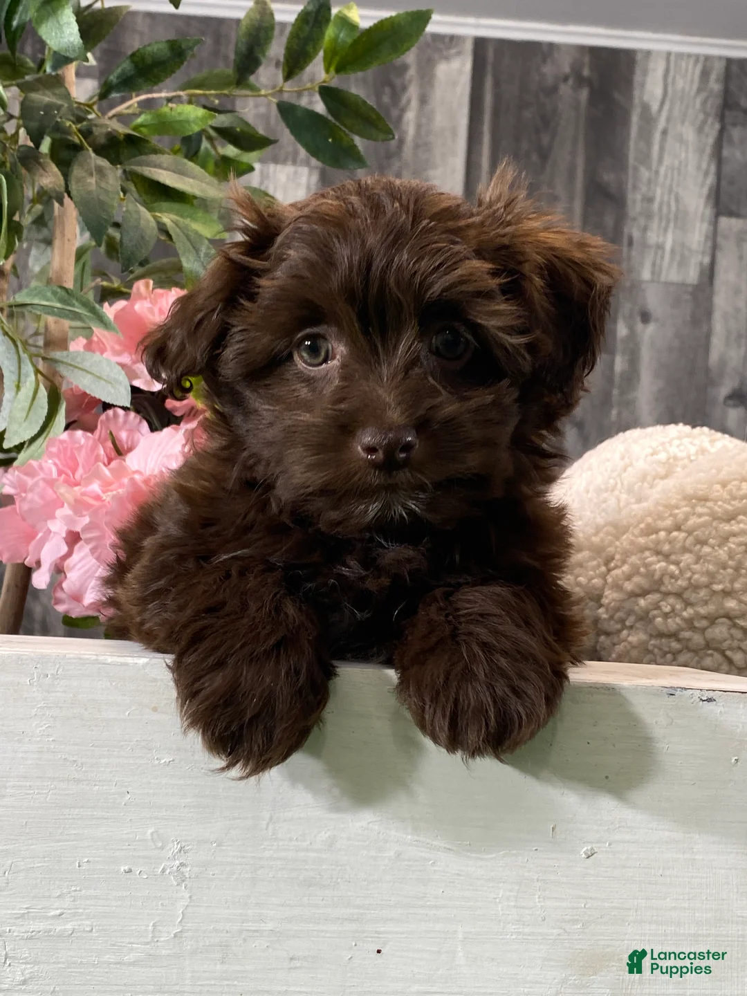 Havanese dogs for sale: Hanna  - Ad 3