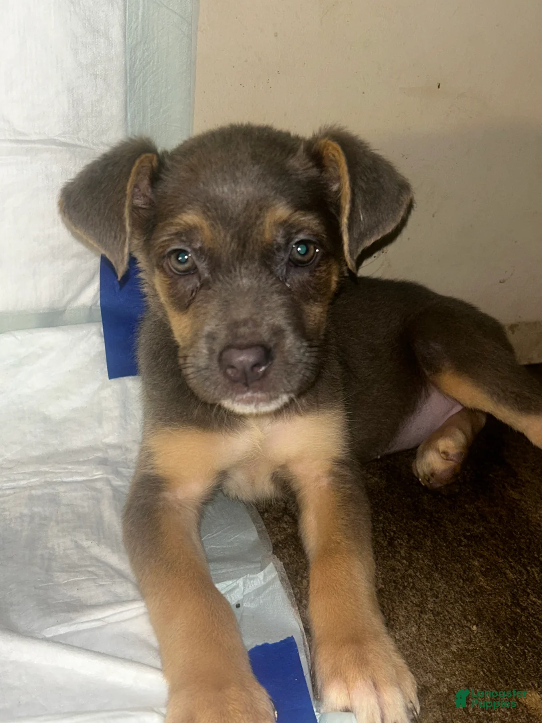 Mixed Breed dogs for sale: Mixed Breed Puppy 1 - Ad 1