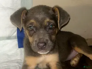 Mixed Breed dogs Mixed Breed Puppy 1 - Ad 34