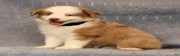 Miniature Australian Shepherd dogs for sale: Fritz - Ad 4