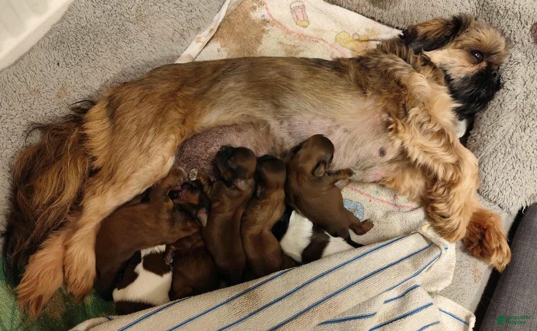 Shih Tzu dogs for sale: Link - Ad 2