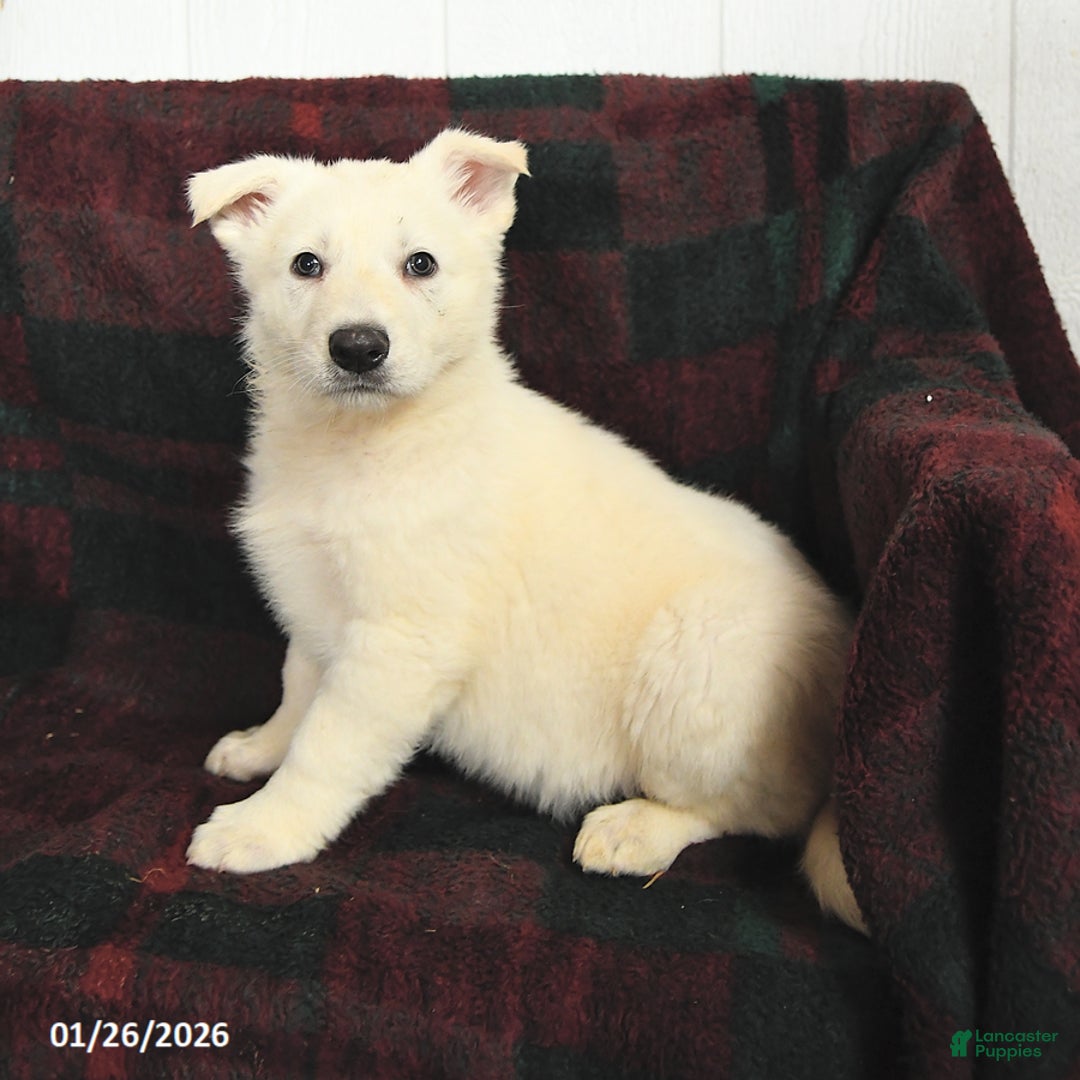 German Shepherd dogs for sale: Blizzard - Ad 2