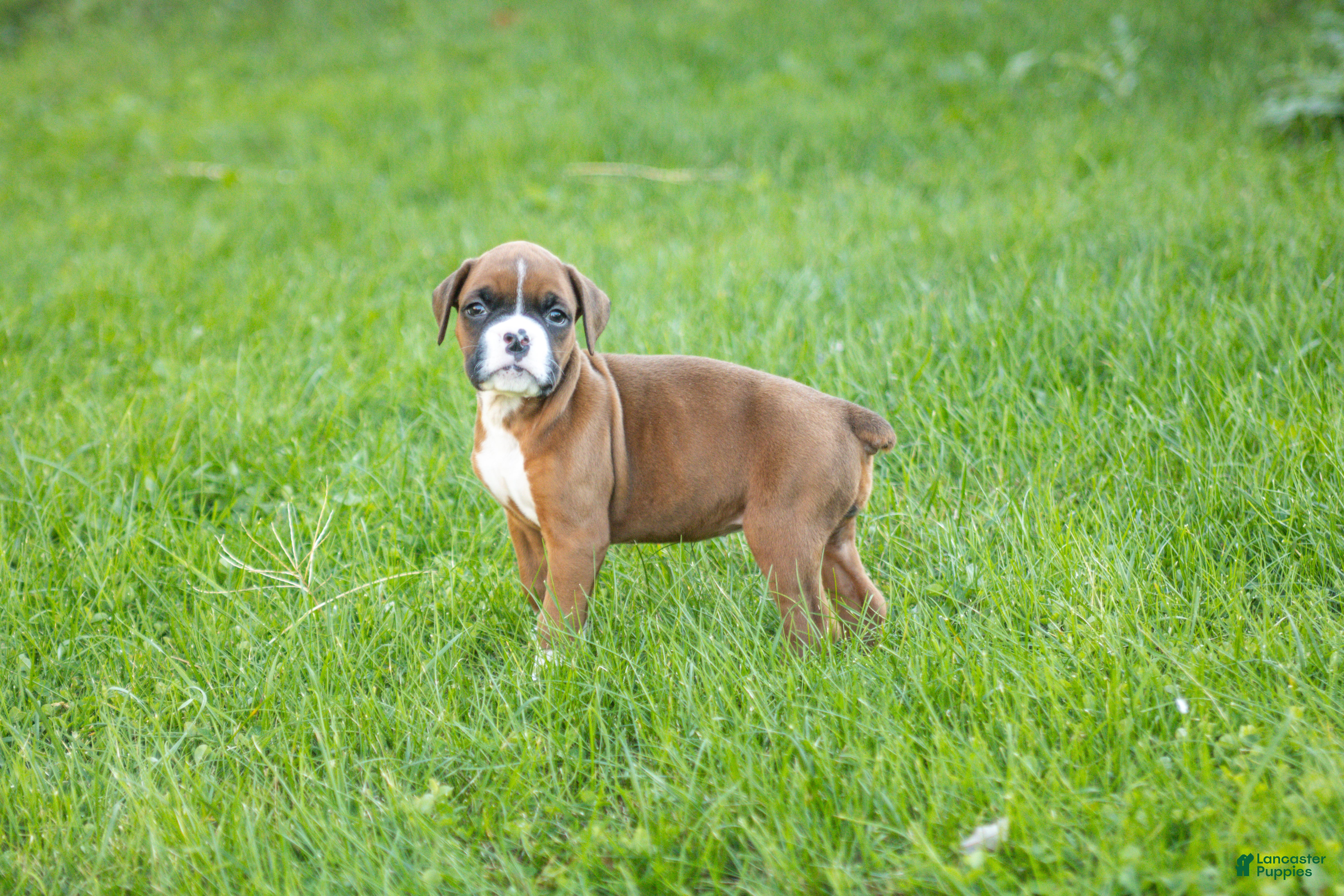Boxer dogs Flower - Ad 2