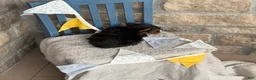 Yorkshire Terrier dogs for sale: Skylar - Ad 3