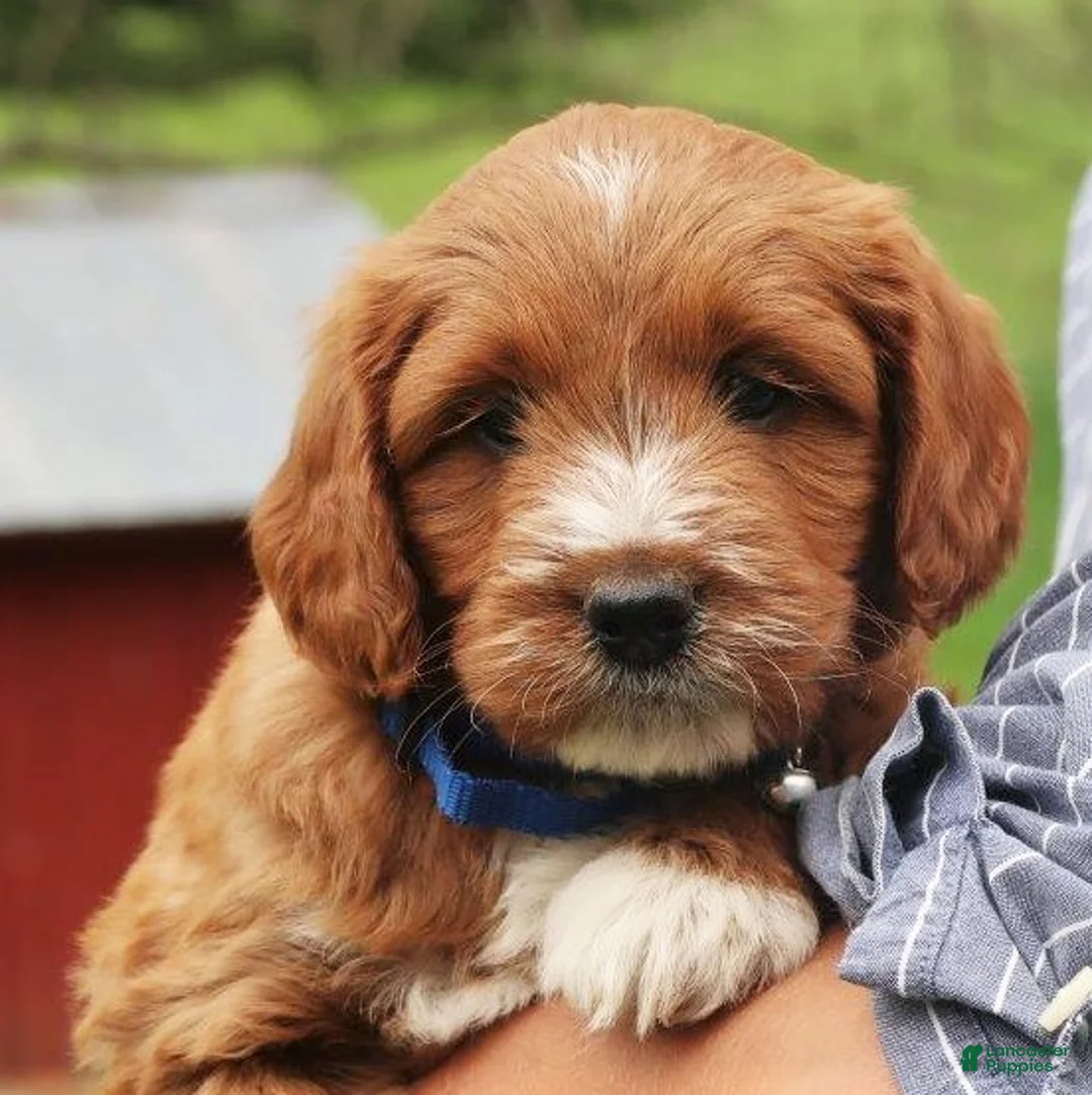 Labradoodle dogs for sale: Pierre - Ad 2