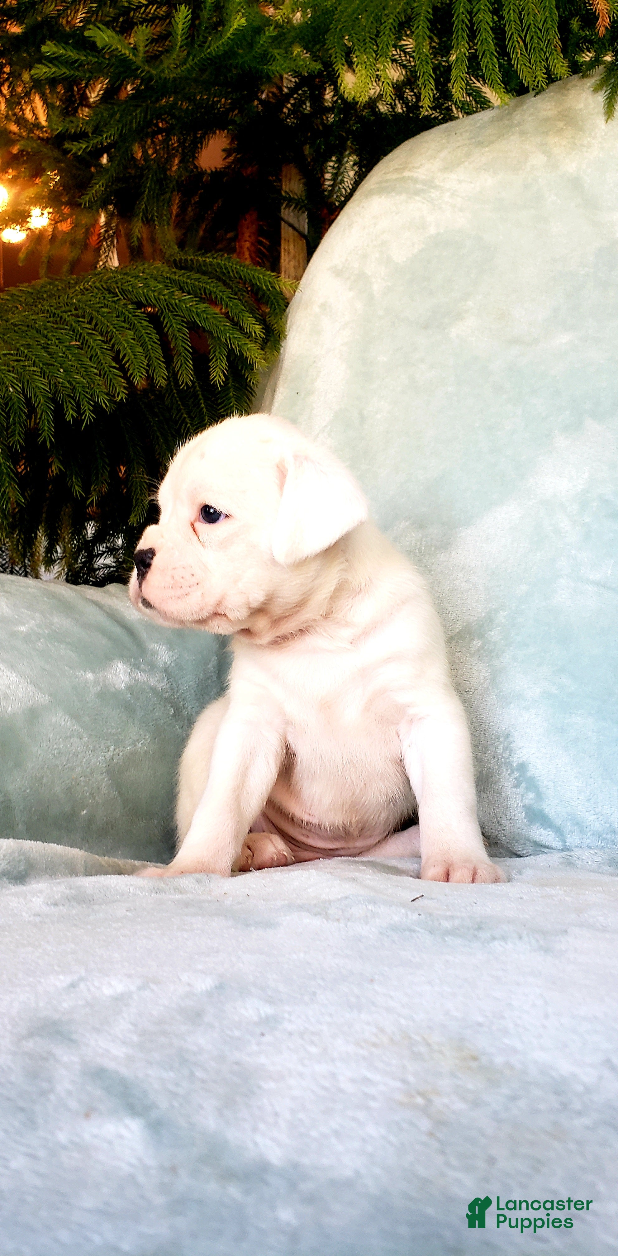 Boxer dogs Blizzard - Ad 35