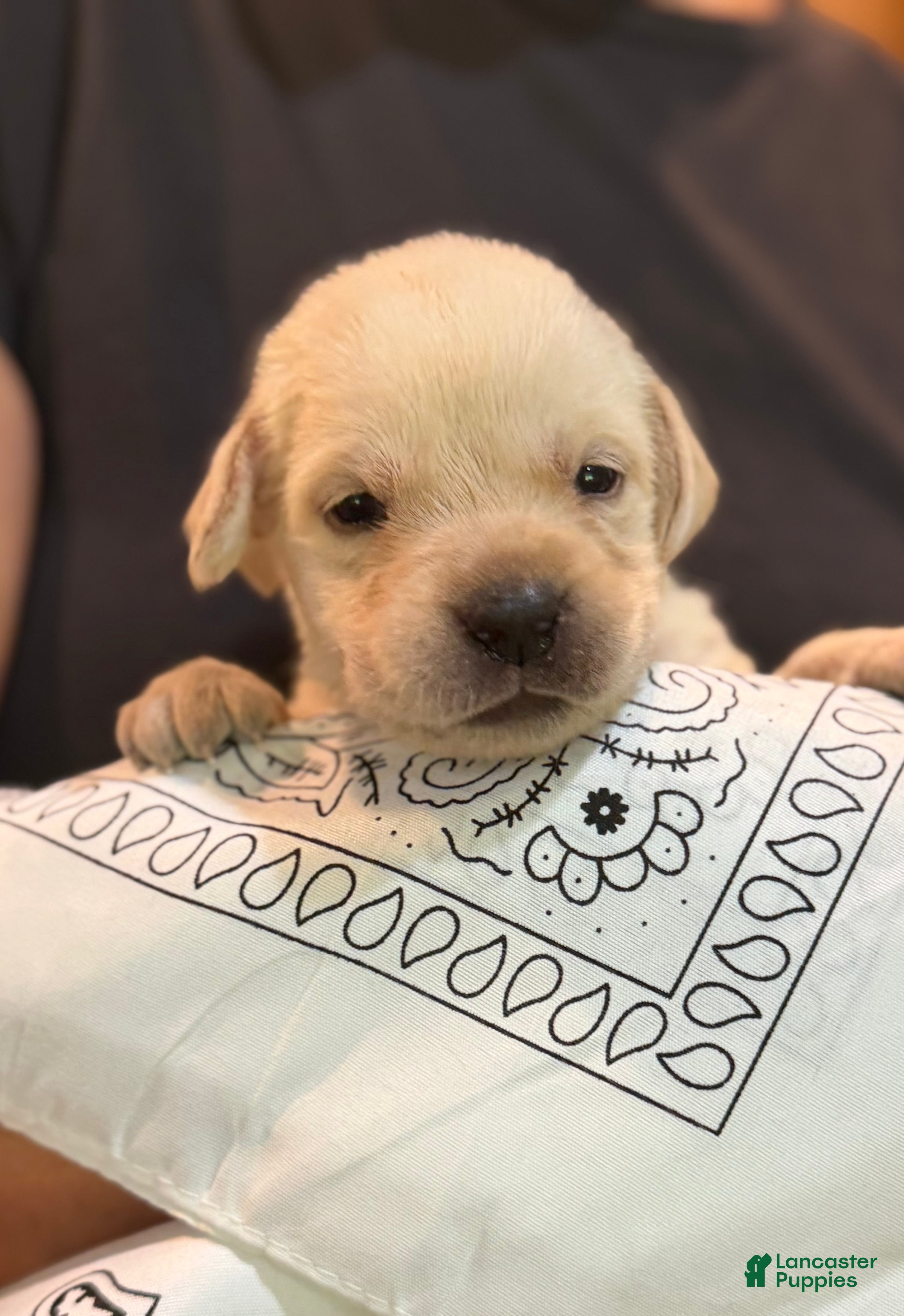 Labrador Retriever dogs White - Ad 1
