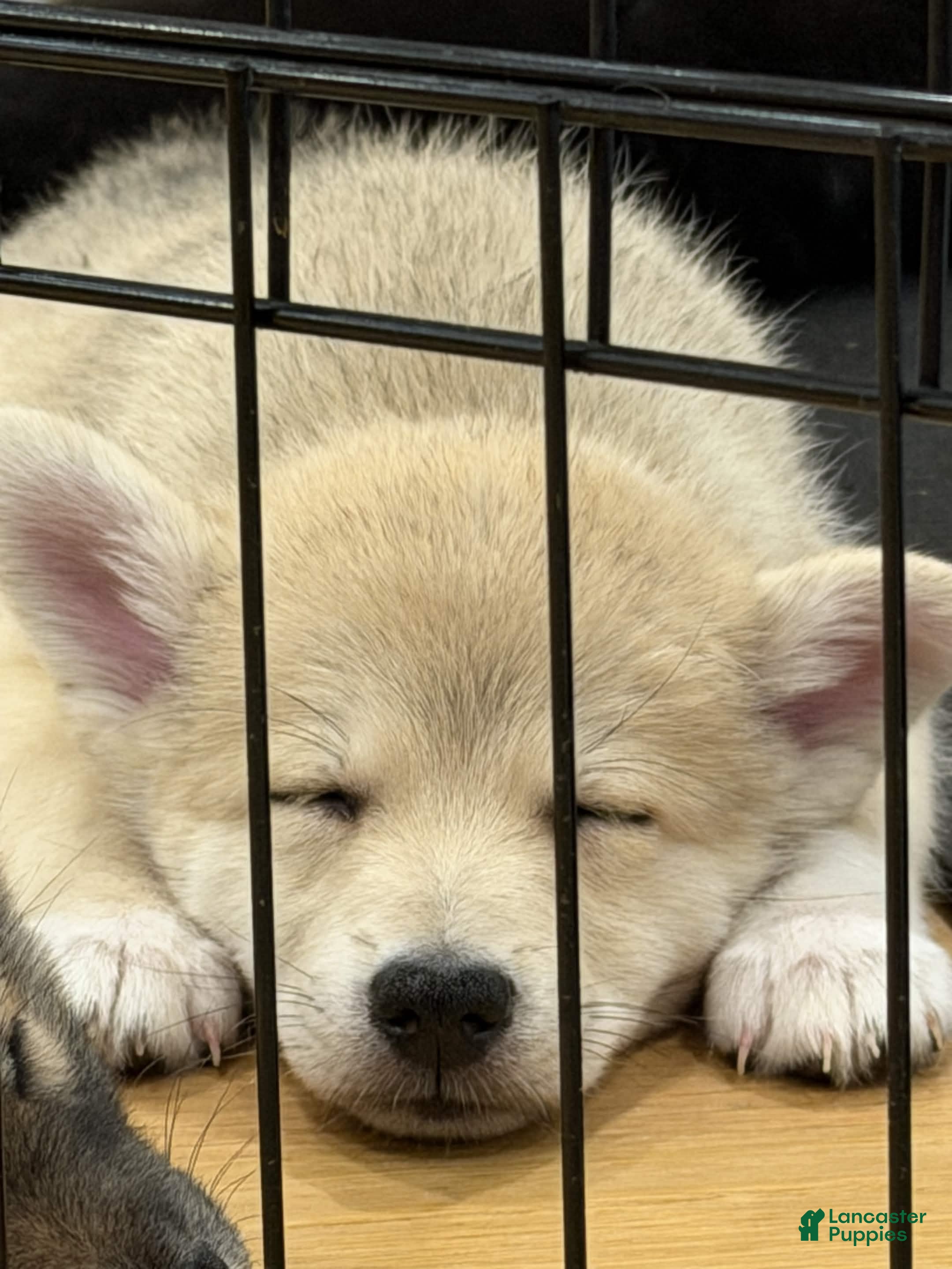 Pomsky dogs for sale: Biggy - Ad 2