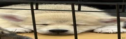 Pomsky dogs for sale: Biggy - Ad 2