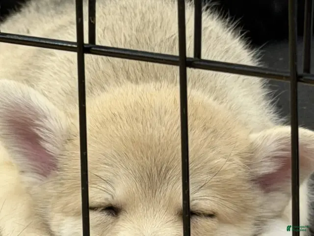 Pomsky dogs for sale: Biggy - Ad 2