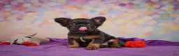French Bulldog dogs for sale: Buddy - Ad 5