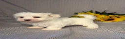 Maltese dogs for sale: Hunter - Ad 3
