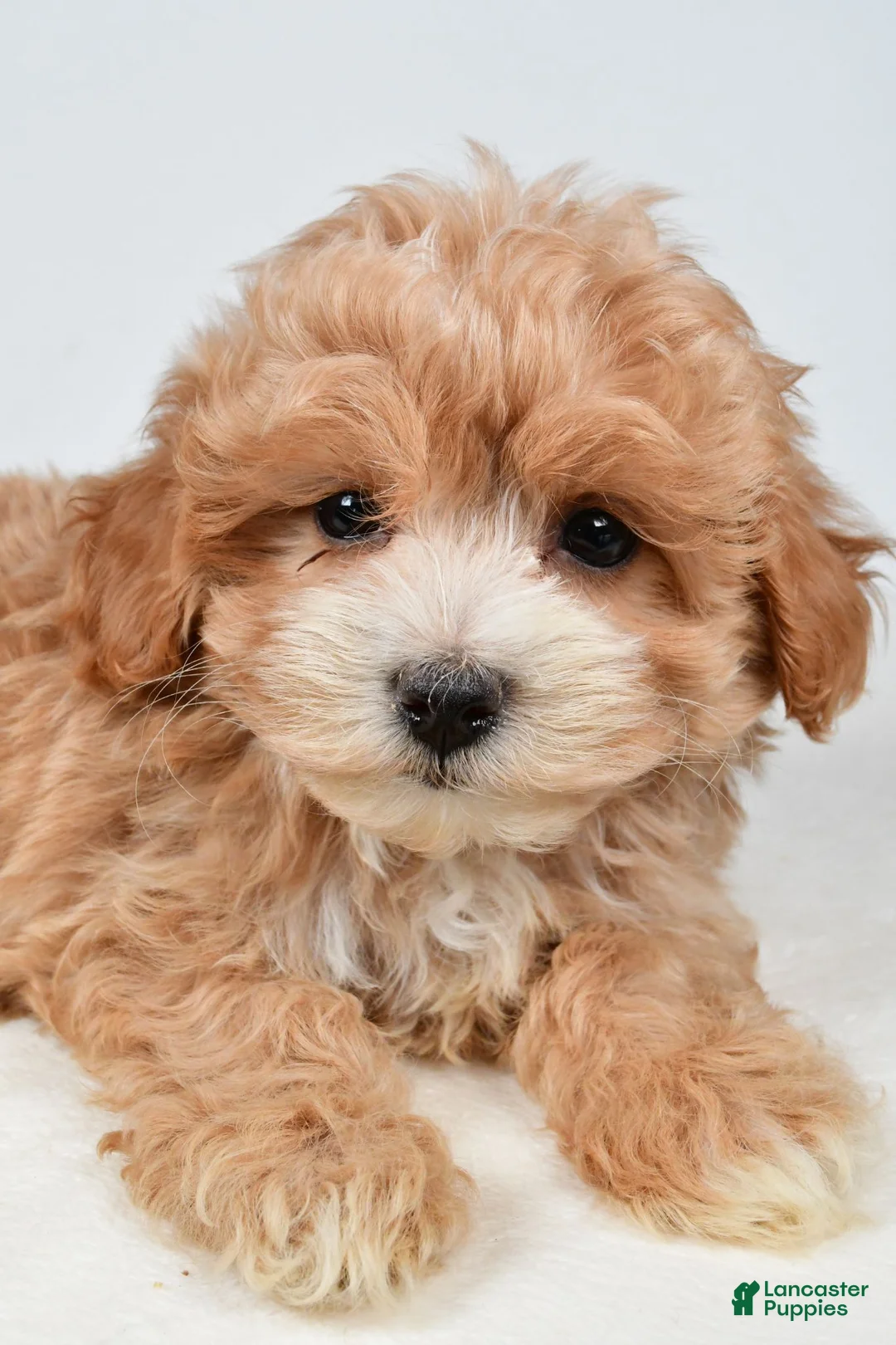 Maltipoo dogs for sale: Cassandra - Ad 2