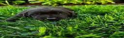 Labrador Retriever dogs for sale: Pascal - Ad 16