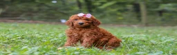 Goldendoodle dogs for sale: Lila - Ad 5