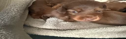 Miniature Dachshund dogs for sale: Miniature Dachshund Puppy 3 - Ad 2