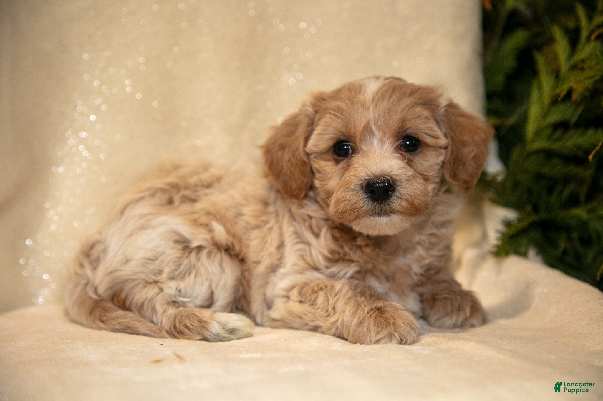 Bichpoo dogs Rachel - Ad 7