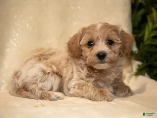 Bichpoo dogs Rachel - Ad 40