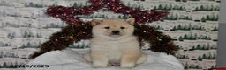 Shiba Inu dogs for sale: Benji - Ad 4