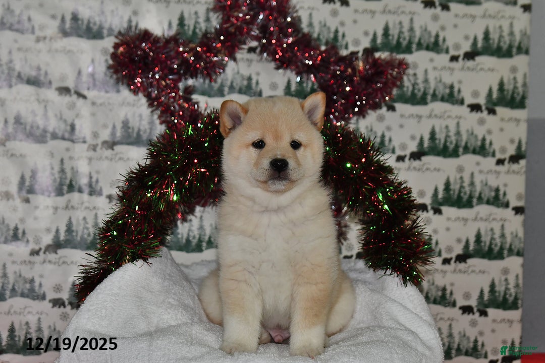 Shiba Inu dogs for sale: Benji - Ad 4