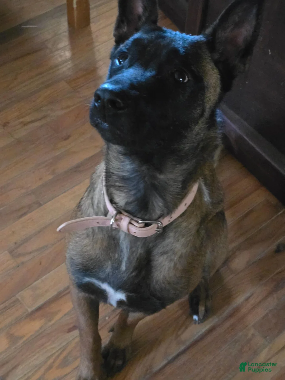 Belgian Malinois dogs for sale: Belgian Malinois 1 - Ad 2