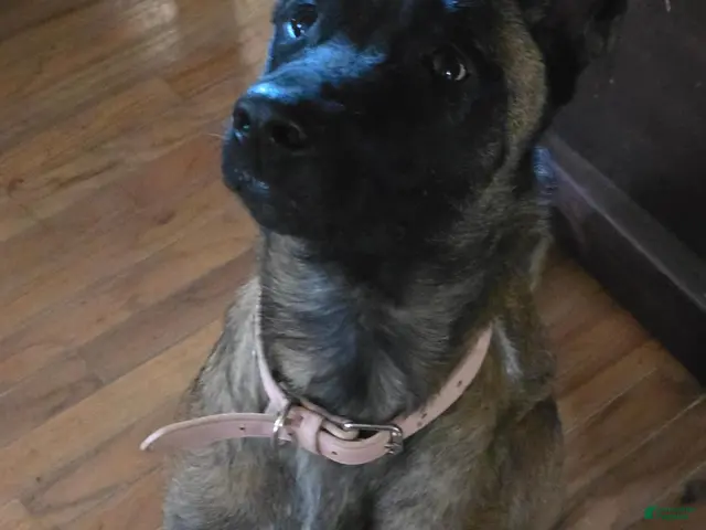Belgian Malinois dogs for sale: Belgian Malinois 2 - Ad 2