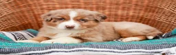 Australian Shepherd dogs for sale: Ranger - Ad 5
