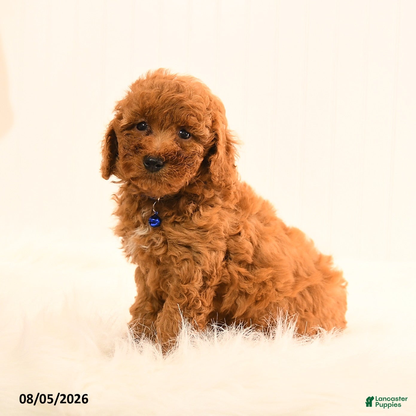 Cavapoo dogs Isaac - Ad 2