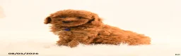 Cavapoo dogs for sale: Isaac - Ad 2
