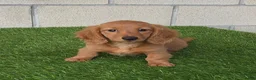 Miniature Dachshund dogs for sale: Sally - Ad 1