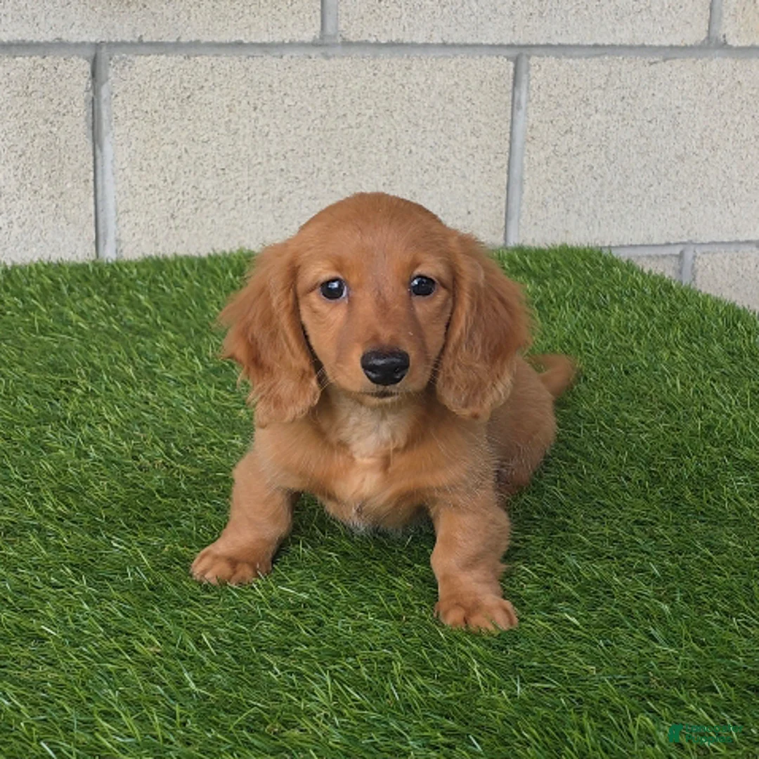 Miniature Dachshund dogs for sale: Sally - Ad 1