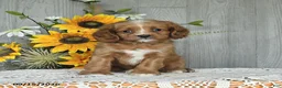 Cavapoo dogs for sale: Neldon - Ad 1