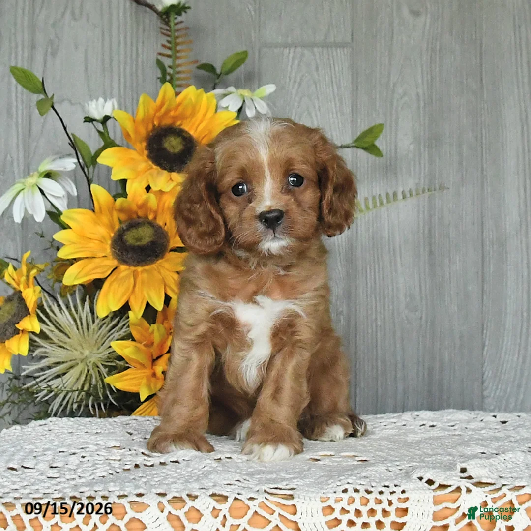 Cavapoo dogs for sale: Neldon - Ad 1