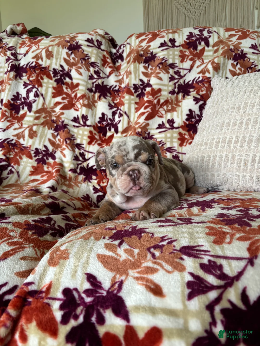 English Bulldog dogs for sale: English Bulldog 1 - Ad 1