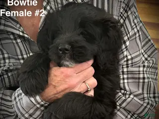 Mixed Breed dogs female # 2 English Shepherd Doodle - Ad 16