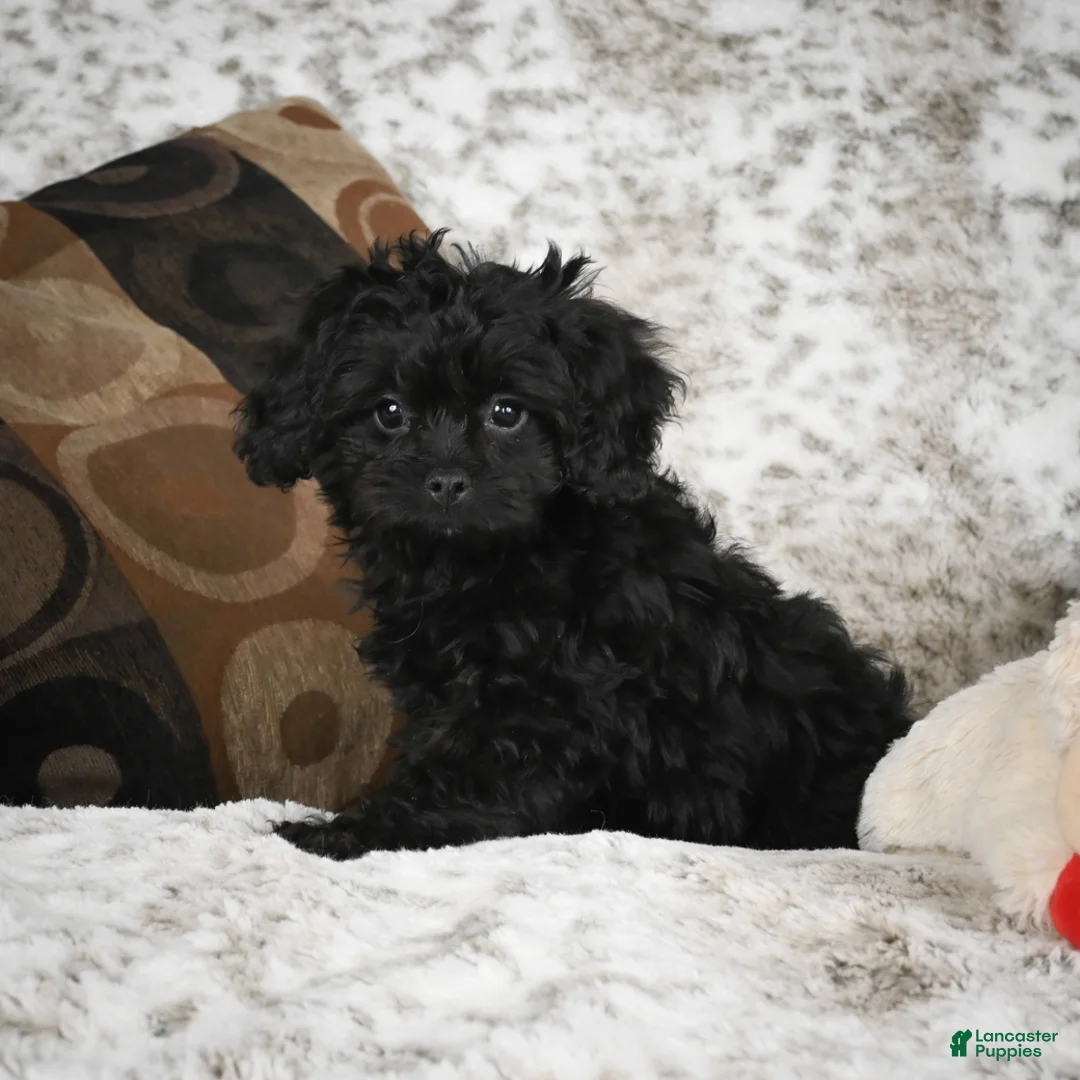 Cavapoo dogs for sale: Saco - Ad 3