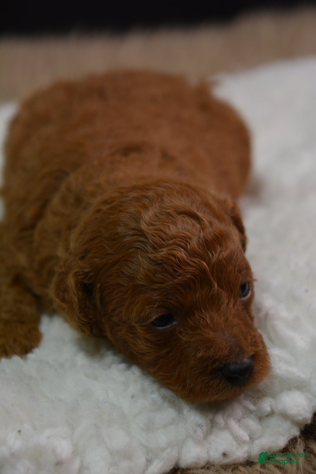 Toy Poodle dogs for sale: Toy Poodle Puppy 1 - Ad 2