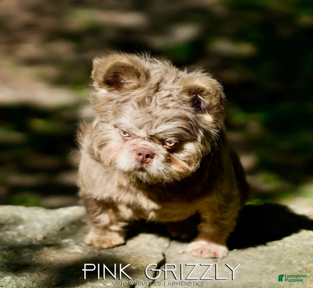 French Bulldog dogs for sale: “New new” - Ad 2
