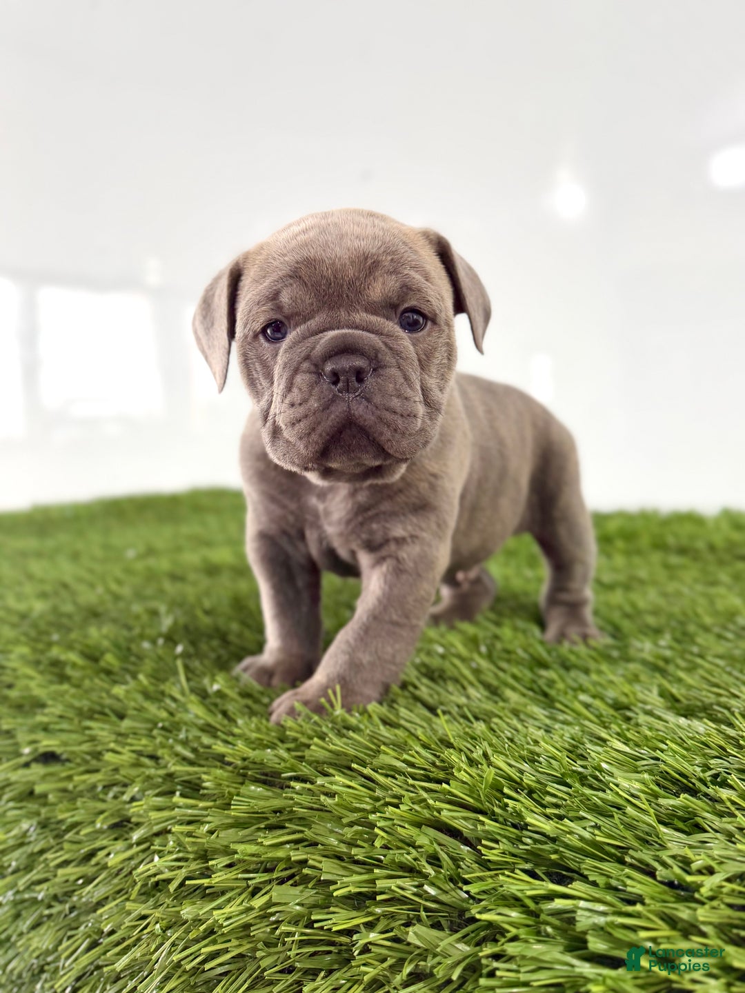 Olde English Bulldogge dogs for sale: Troy - Ad 3