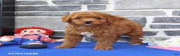 Goldendoodle dogs for sale: Casey - Ad 3