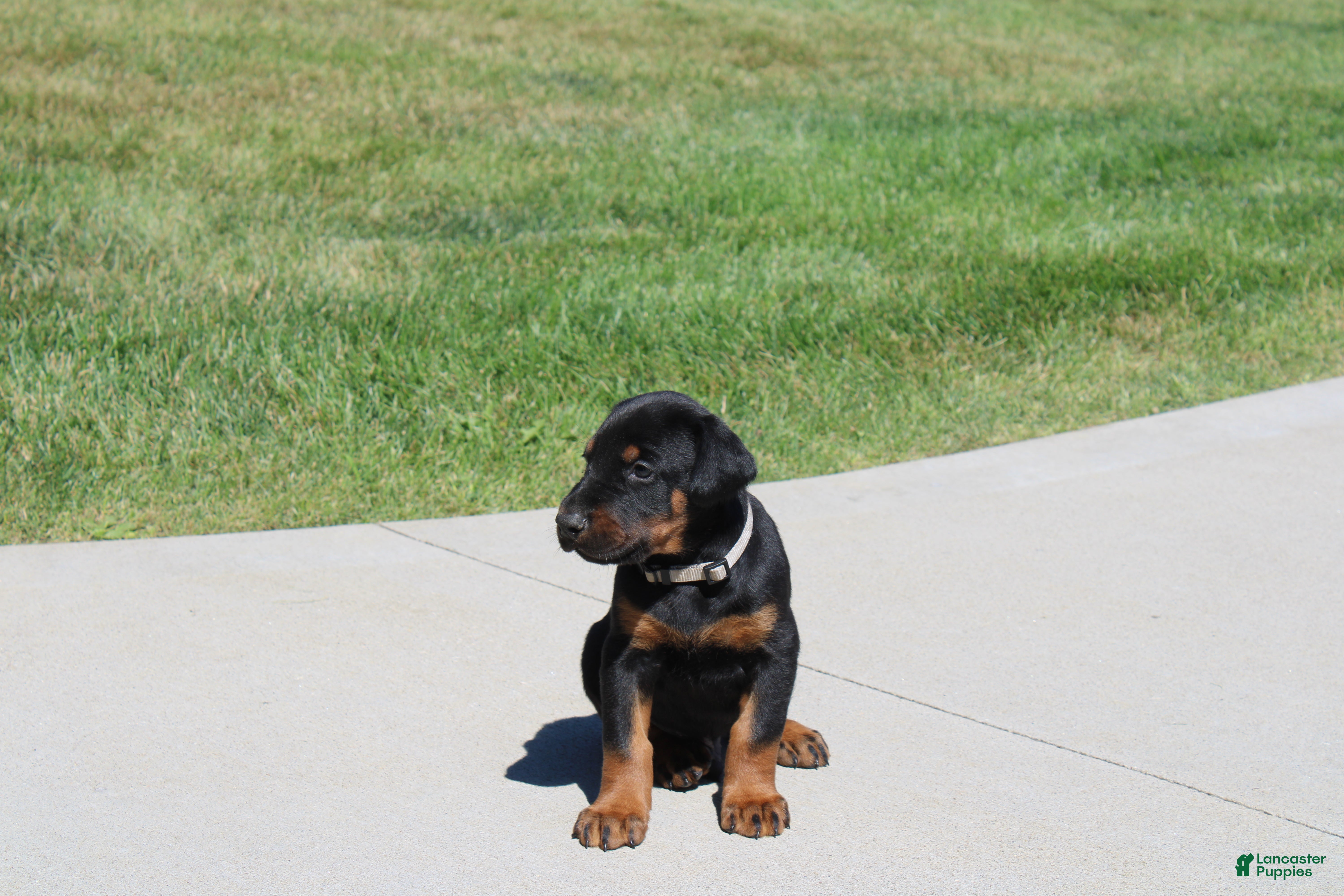 Doberman Pinscher dogs Charlie - Ad 2