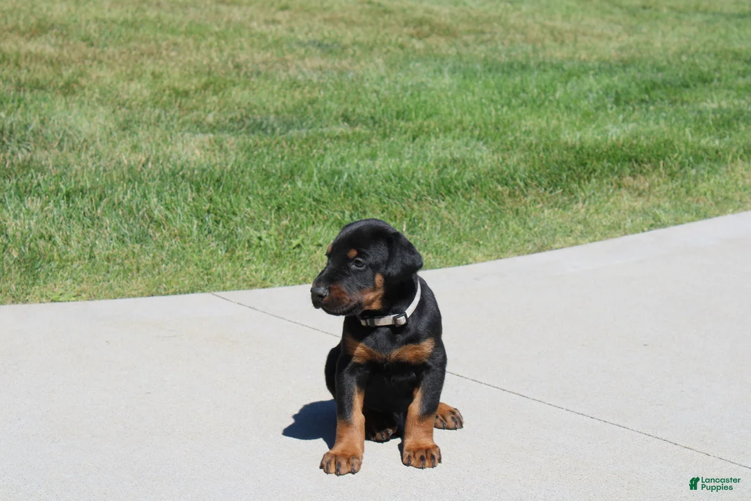 Doberman Pinscher dogs for sale: Charlie - Ad 2
