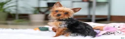Yorkshire Terrier dogs for sale: Trevor - Ad 12