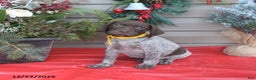 German Shorthaired Pointer dogs for sale: Duke - Ad 1